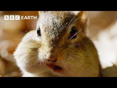 Cheeky Chipmunk Steals Neighbour's Acorn Supply | Earth's Great Seasons | BBC Earth