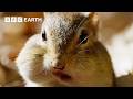 Cheeky Chipmunk Steals Neighbour's Acorn Supply | Earth's Great Seasons | BBC Earth