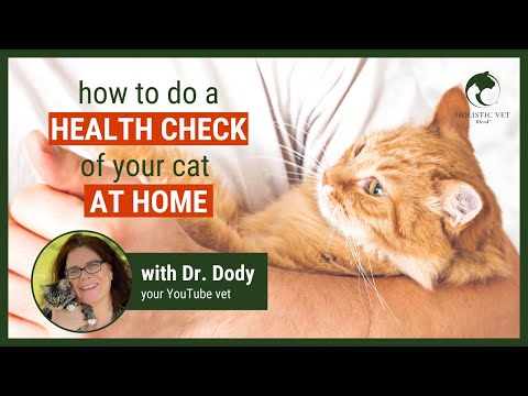 How to do a Health Check of Your Cat at Home