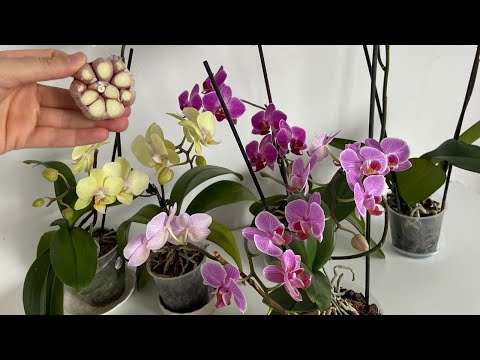 , title : 'Orkideye Bunu Yapın Bol Bol Çiçek Açıp Sağlıklı Kökler Çıkarsın/Orkide Coşturan Sarımsak'