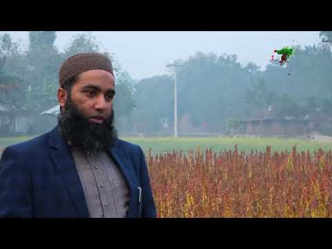 নীলফামারী সদর উপজেলায় সুপার ফুড কিনোয়ার চাষ