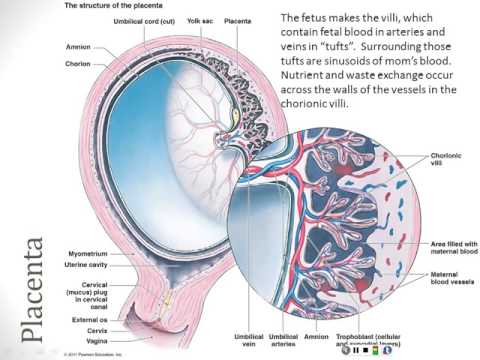 Reproductive Systems and Development - Part 3