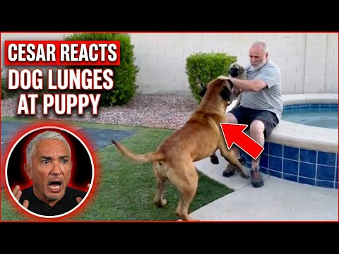 The #1 Mistake When Introducing Dogs (Most Owners Miss This)