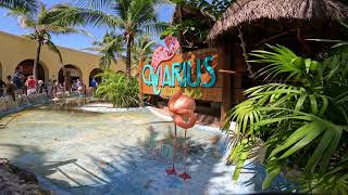 Costa Maya Flamingos
