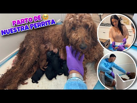 AYUDANDO A MI PERRA EN SU PARTO 🥹 DE 10 PUPPIES 🐶😍