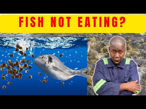 Why Your Fish Stop Eating (Complete Guide to Fix Feed Refusal)