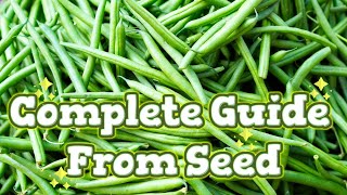 How to Grow Blue Lake Pole Beans Seed To Harvest