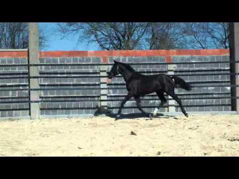 JH Stoiber Dreamhall 2010