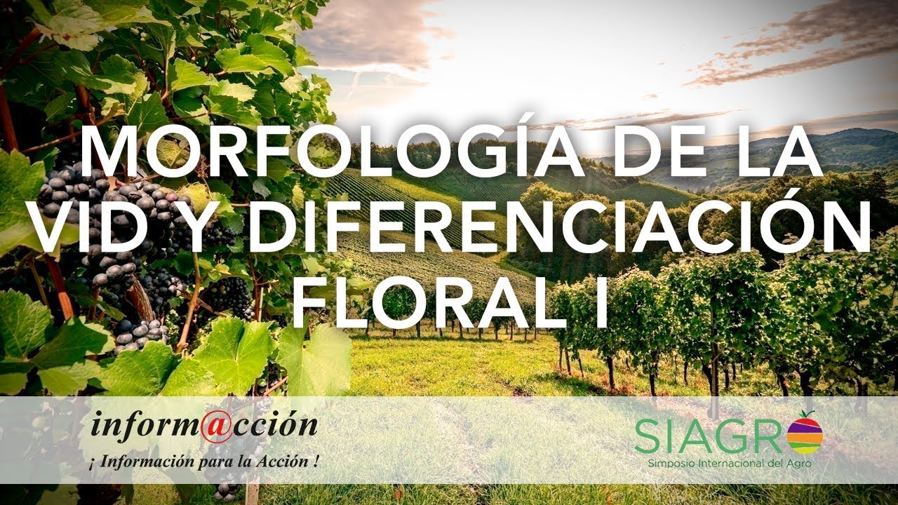 7.1 Morfologia de la vid y Diferenciacion floral I