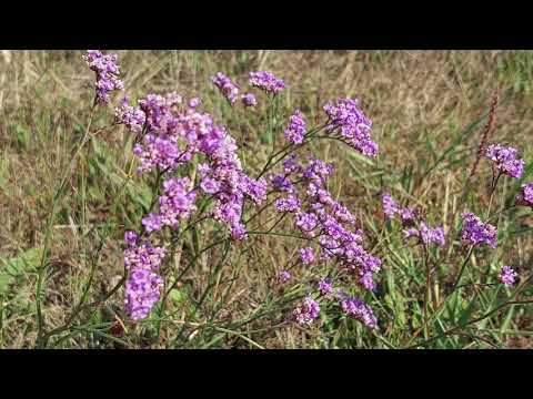 Virít a magyar sóvirág a Böddi-széken