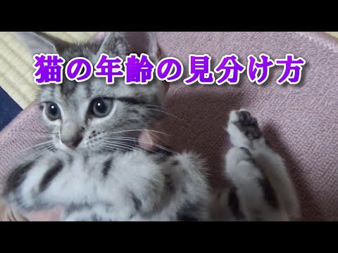 猫の年齢の見分け方