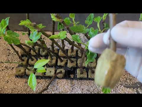 Feigenbaum Obstbaum ☝🏻vermehren ☝🏻durch ☝🏻Stecklinge ☝🏻auf Steinwolle