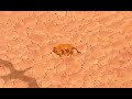 The Lion King 1994 Timon Pumbaa Helps Simba