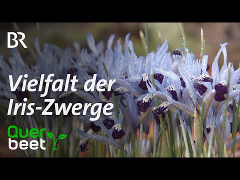 , title : 'Vielfalt der Iris-Zwerge'