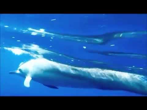 Dolphins Hawaii www.lisarainbow.com