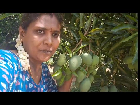 அம்மா வீட்டுல ஆட்டையபோட்டது.amma vidula attaiyapotathu.