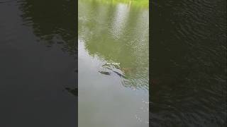 Download lagu Three huge carp eating fish food #carpfish mp3