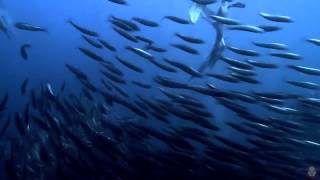 UNKLE - Celestial Annihilation