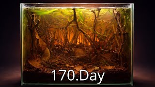 Day 170 Blackwater Aquarium Update | Dark Forest Tank Maintenance