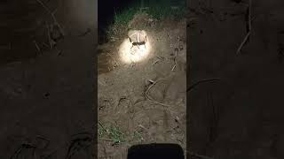 Download lagu Lesser whistling duck |See at night time Episode18 mp3 Download lagu Lesser whistling duck |See at night time Episode18 mp3
