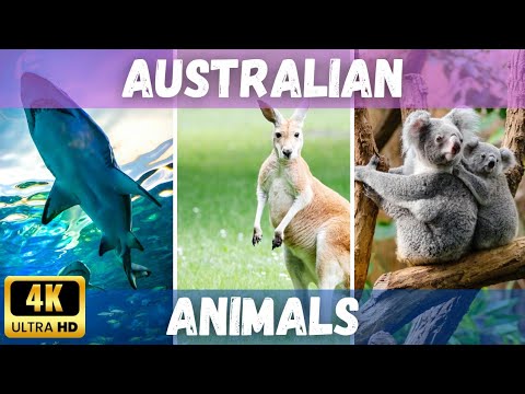 Animals in Australia | Australian Animals 4K | Australian Birds  #australia #animalsinaustralia