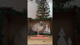 BITTE LÄCHELN 📸 Ein Versuch mit den Katzen Fotos zu machen. #cats #cat #catvideos #catlovers