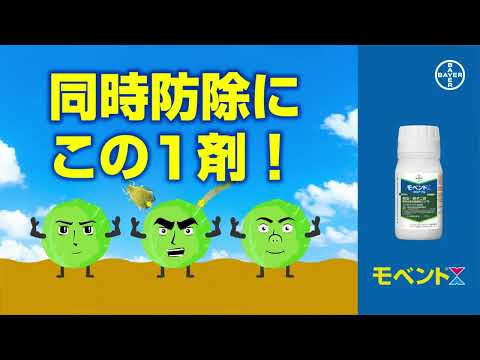 キャベツ酢月桂樹の葉灰のアブラムシに対する天然物
