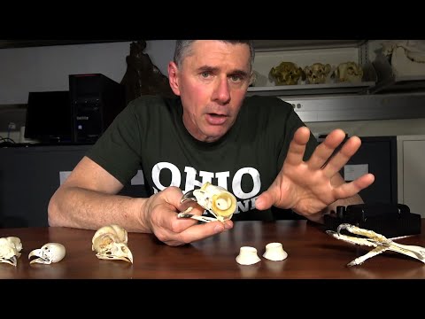 Random Act of Anatomy - Superb Owl Sunday