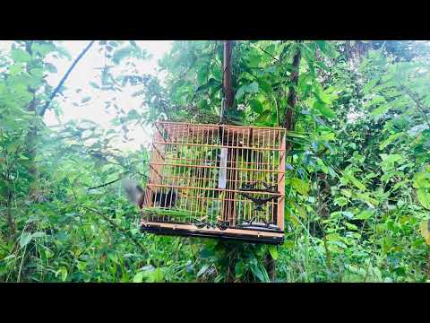 CÚRIO TWO NINE PEGANDO 1 PARDO CAPITÃO POÇO