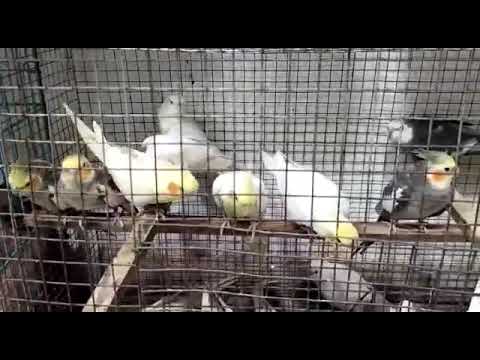 #pets #animals #love bard🦜🦜🦜