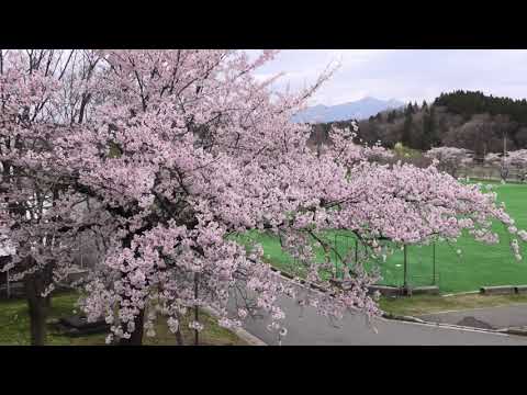 ノースアジア大学 明桜高等学校 ― 明桜高校の春~MEIOH IN SPRING~