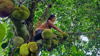 Download lagu I have prepared everything necessary in the farm to leave to earn extra income from jackfruit trees mp3