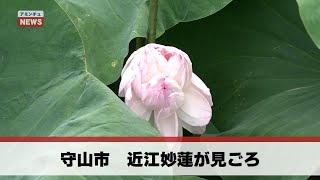 【アミンチュニュース】 守山市　近江妙蓮見ごろ