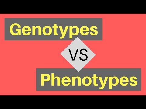 Genotype vs Phenotype | Understanding Alleles