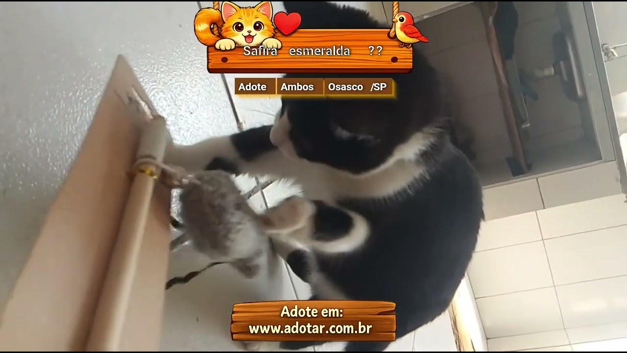 Gato raça SRD-ViraLata idade 2 a 6 meses nome Safira esmeralda ??