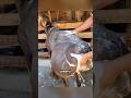 The Truth About Fat Tailed Sheep Shorts Youtubeshorts Viralshorts Facts Amazingfacts