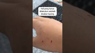 Download lagu Kamu dicakar kucing? Ini hal yang wajib kamu lakukan #kucingpintar #kucingcomel #kucingimut mp3