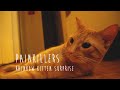 Rainbow Kitten Surprise - Painkillers [UNOFFICIAL Music Video]