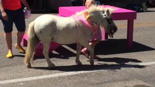 Pink Pet Parade