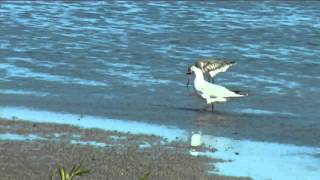 preview picture of video 'New Zealand Birds: Black billed gulls interacting'