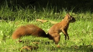 preview picture of video 'Kroměříž - Squirrels eating and playing, Czech Republic [HD] (VideoTurysta.pl)'