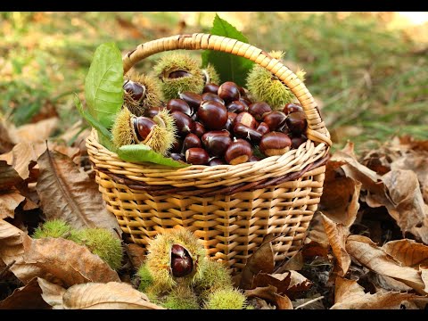 10 vlerat shendetesore te geshtenjes