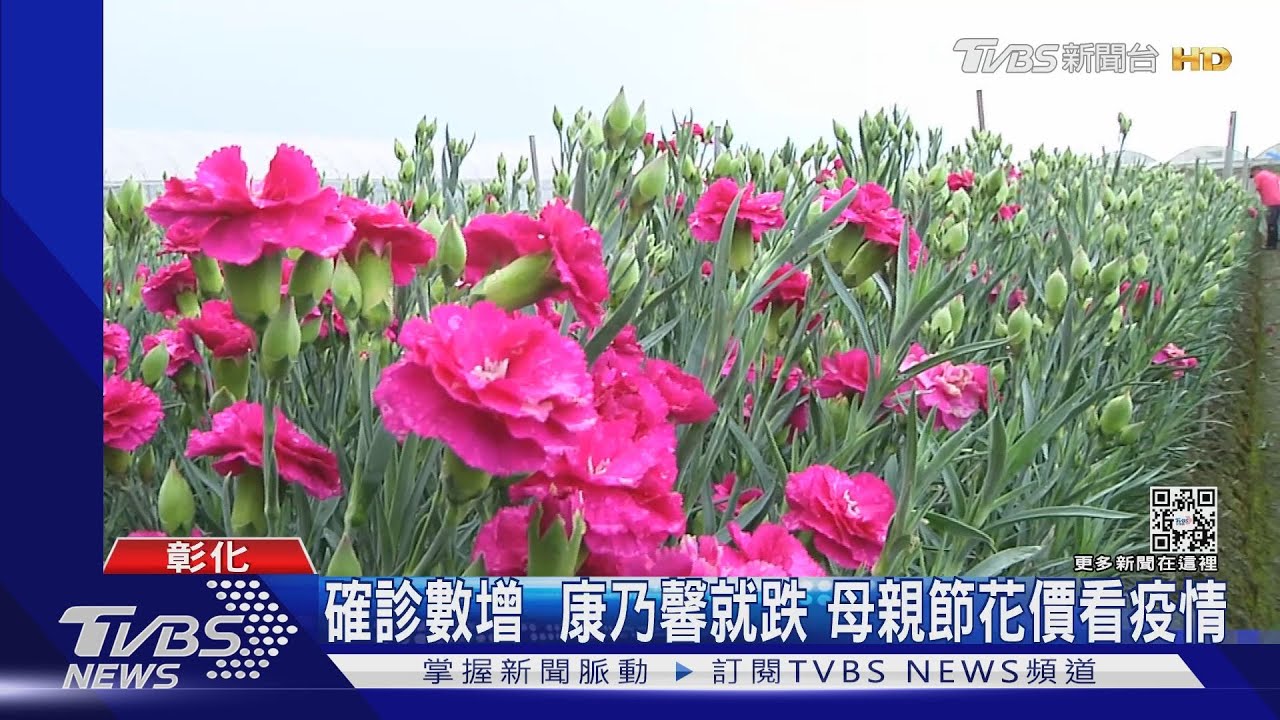 確診數增康乃馨就跌 母親節花價看疫情