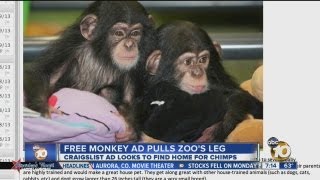 San Diego Zoo says 'free monkeys' ad on Craigslist is April Fools' Day hoax