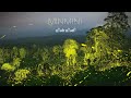 Minmini(fireflies) - Billions of synchronous fireflies at the Anamalai Tiger Reserve