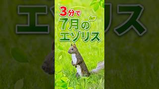 3分で 7月のエゾリス #エゾリス #野生動物 #道東 #squirrel #hokkaido