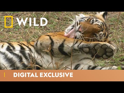 India’s Tiger Kingdom | Asia’s Wild Secrets | National Geographic Wild UK