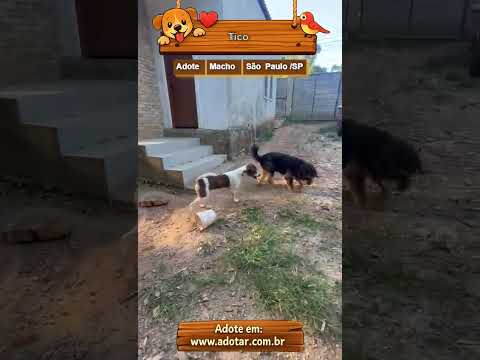 Vídeo de Tico