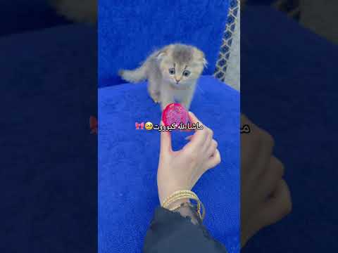 كود خصم FREE100  توصيل  مجاني للسلة اللي فوق ١٠٠ ريال🎀 #يوميات_سيلين #catparkriyadh