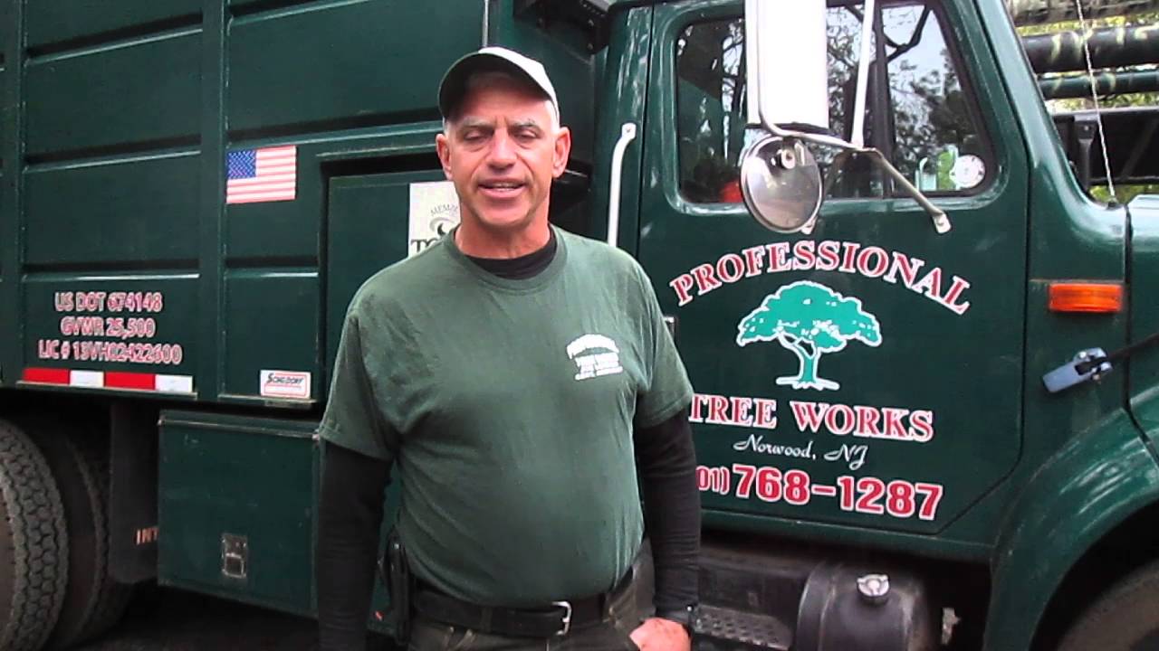 Why remove dead branches from your trees